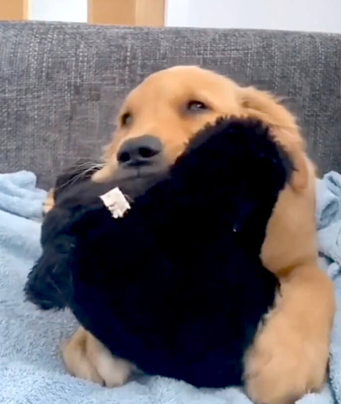 ゴールデンレトリーバー,動画