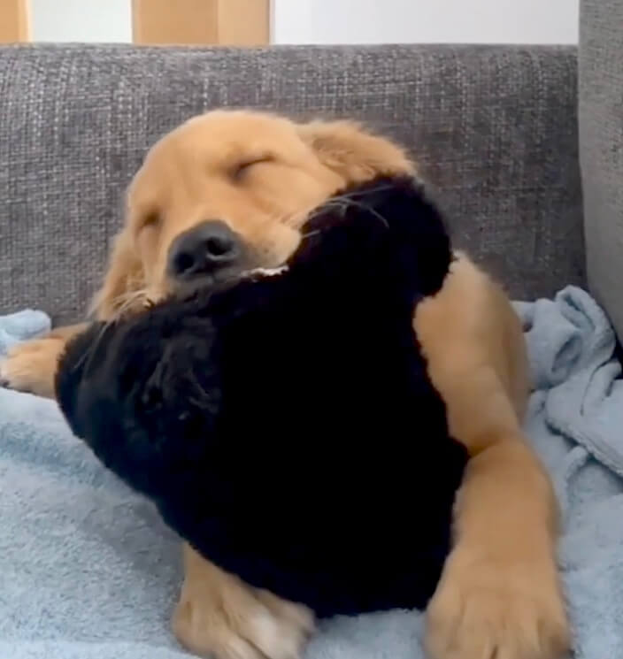 ゴールデンレトリーバー,動画