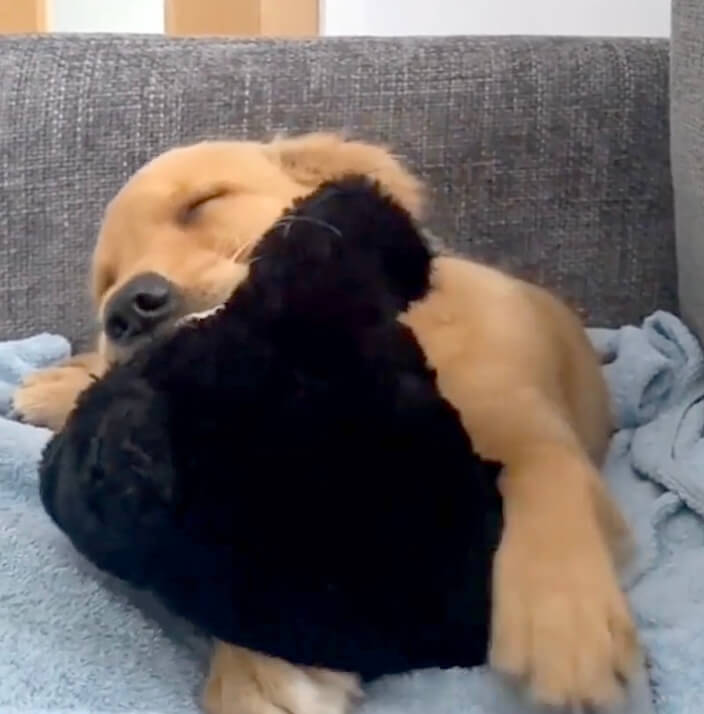 ゴールデンレトリーバー,動画