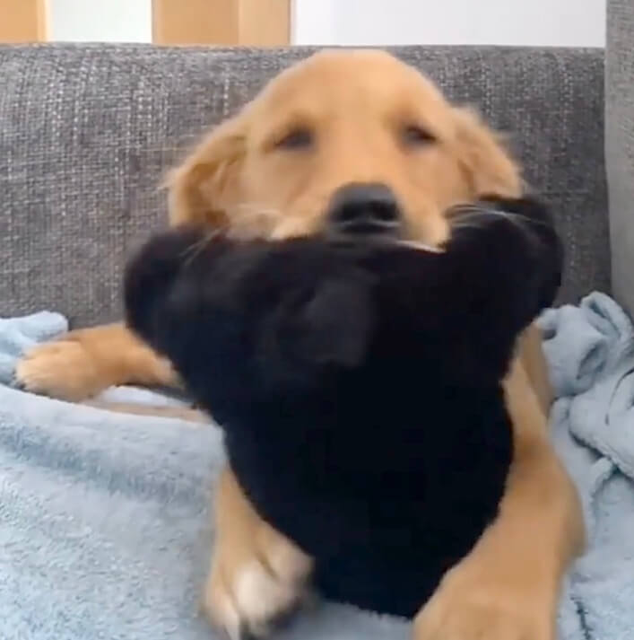 ゴールデンレトリーバー,動画