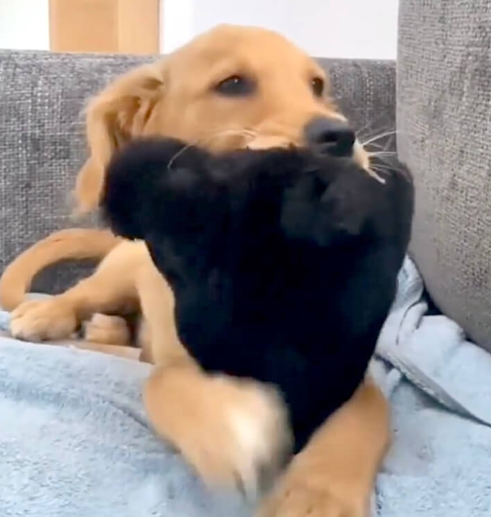 ゴールデンレトリーバー,動画