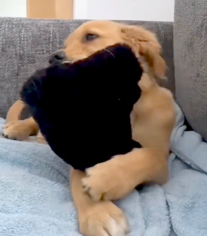 ゴールデンレトリーバー,動画