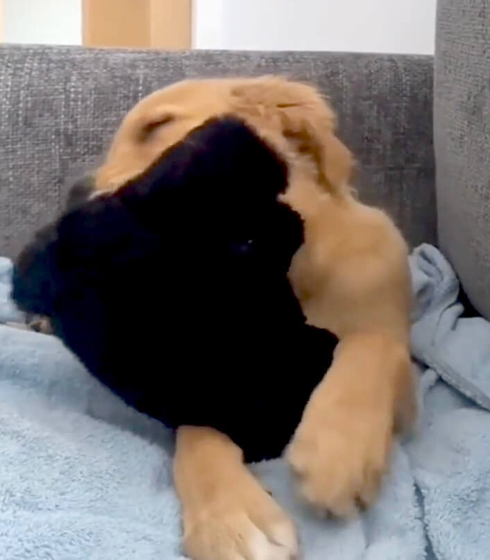 ゴールデンレトリーバー,動画