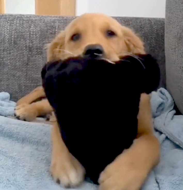 ゴールデンレトリーバー,動画