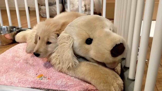 ゴールデンレトリーバー,動画