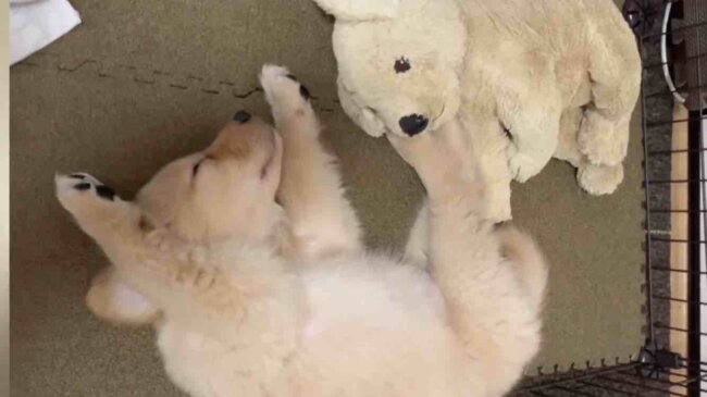 ゴールデンレトリーバー,動画