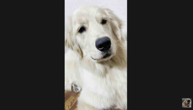 ゴールデンレトリーバー,動画