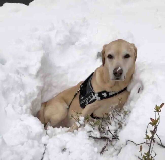 ラブラドールレトリーバー,動画