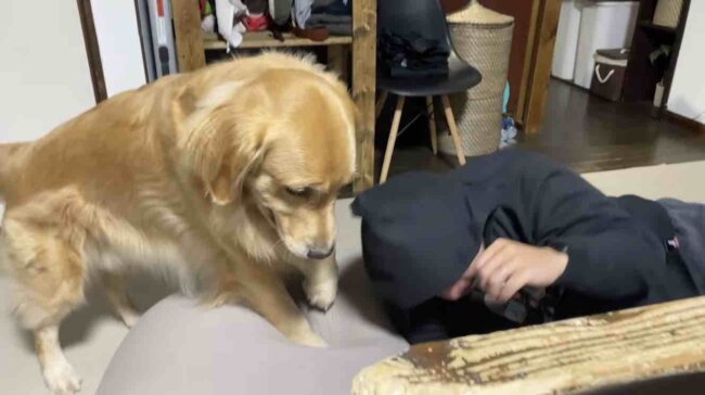 ゴールデンレトリーバー,動画