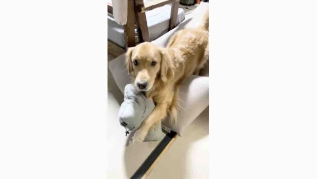 ゴールデンレトリーバー,動画