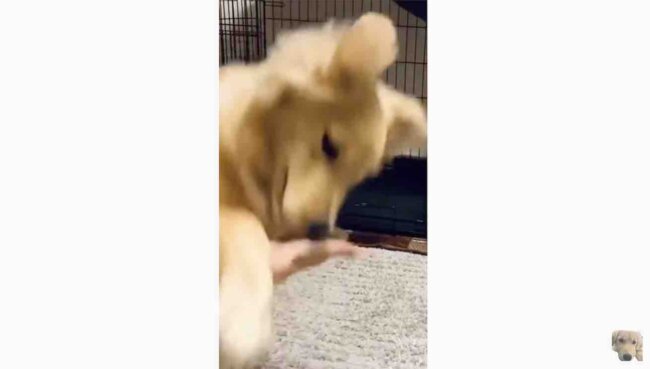 ゴールデンレトリーバー,動画