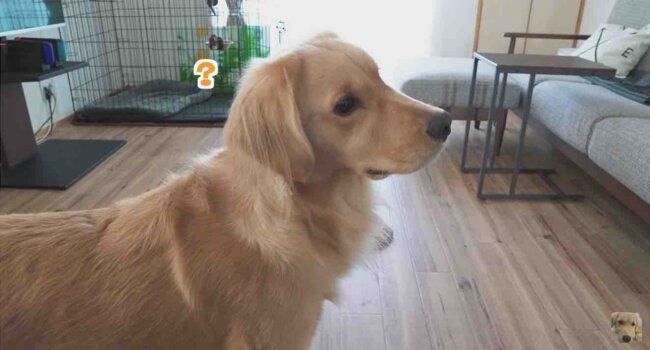 ゴールデンレトリーバー,動画