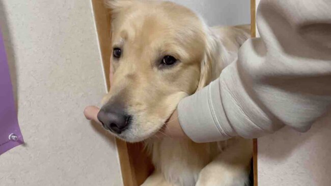 ゴールデンレトリーバー,動画