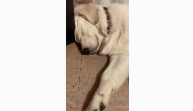 ゴールデンレトリーバー,動画