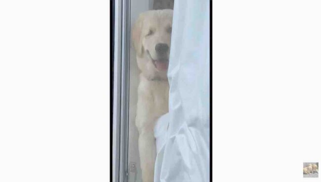 ゴールデンレトリーバー,動画