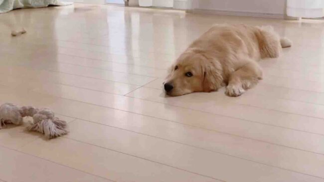 ゴールデンレトリーバー,動画