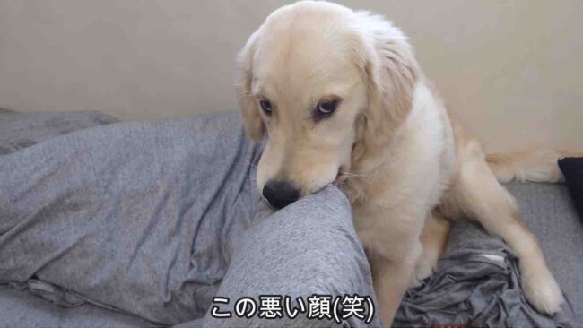 ゴールデンレトリーバー,動画