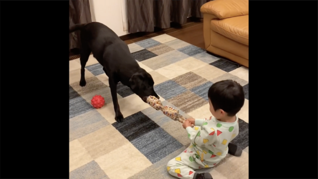 ラブラドールレトリーバー,動画