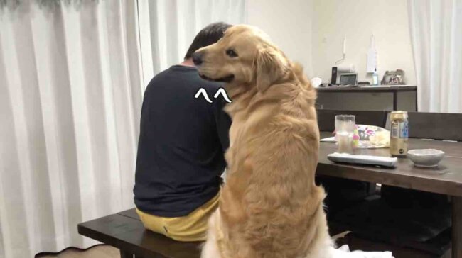 ゴールデンレトリーバー,動画