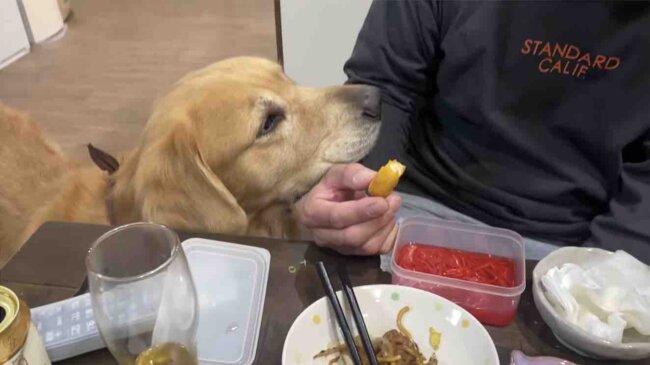 ゴールデンレトリーバー,動画