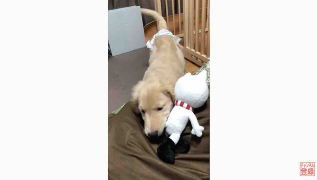 ゴールデンレトリーバー,動画