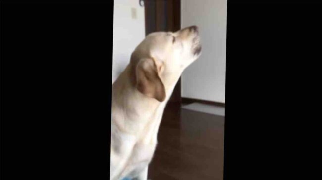 ラブラドールレトリーバー,動画