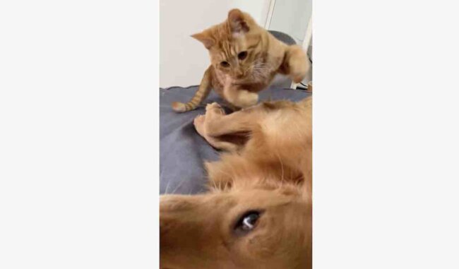 ゴールデンレトリーバー,動画