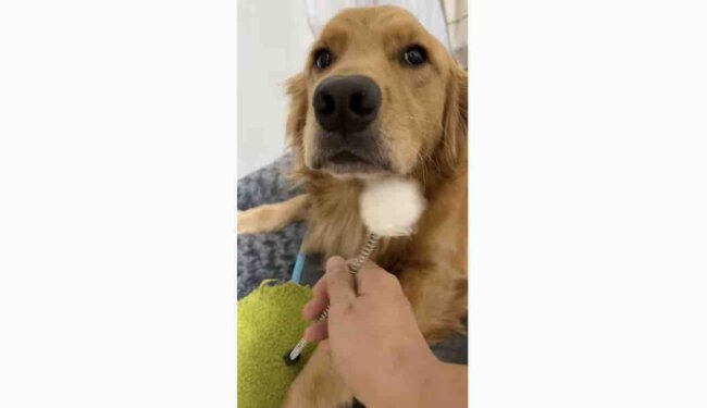 ゴールデンレトリーバー,動画