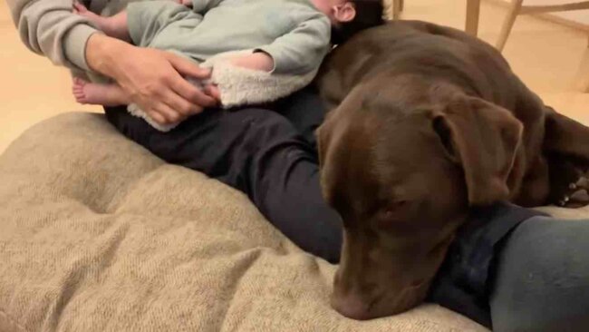 ラブラドールレトリーバー,動画