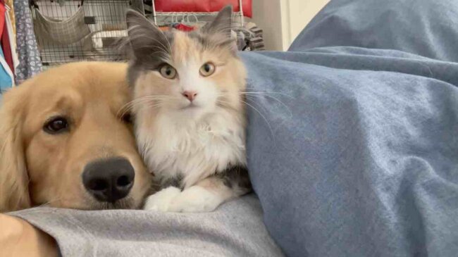 ゴールデンレトリーバー,動画