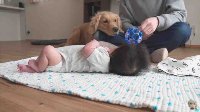 ゴールデンレトリーバー,動画