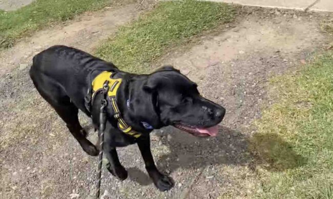 ラブラドールレトリーバー,動画