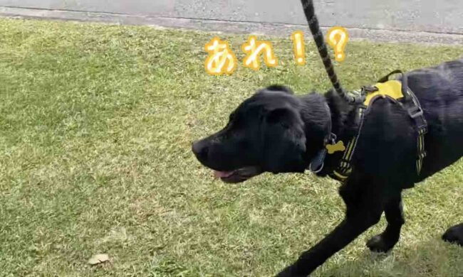 ラブラドールレトリーバー,動画