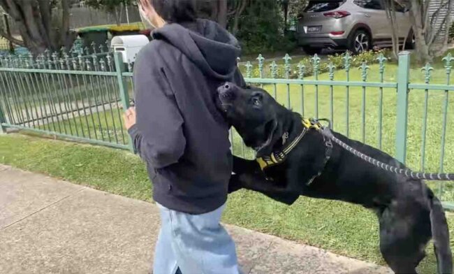 ラブラドールレトリーバー,動画