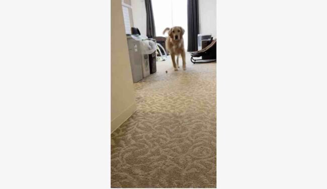 ゴールデンレトリーバー,動画