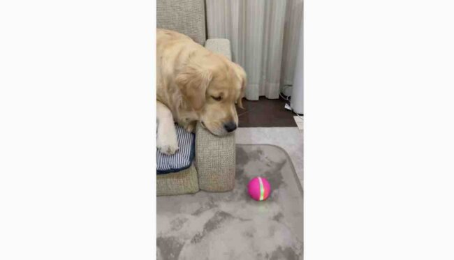 ゴールデンレトリーバー,動画