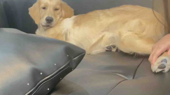 ゴールデンレトリーバー,動画