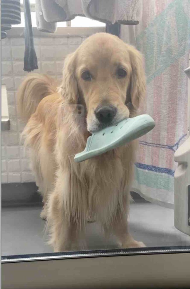 ゴールデンレトリーバー,動画