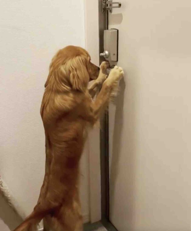 ゴールデンレトリーバー,動画