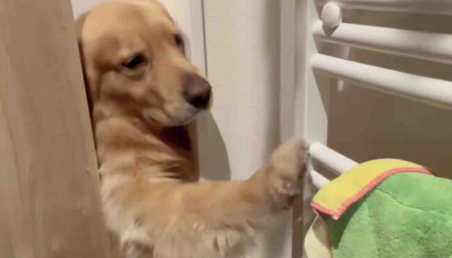 ゴールデンレトリーバー,動画