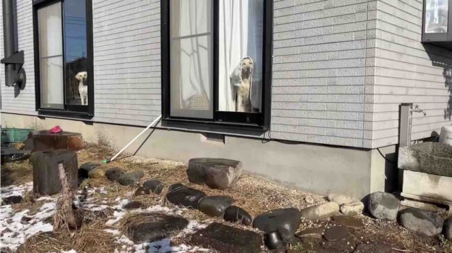 ラブラドールレトリーバー,動画