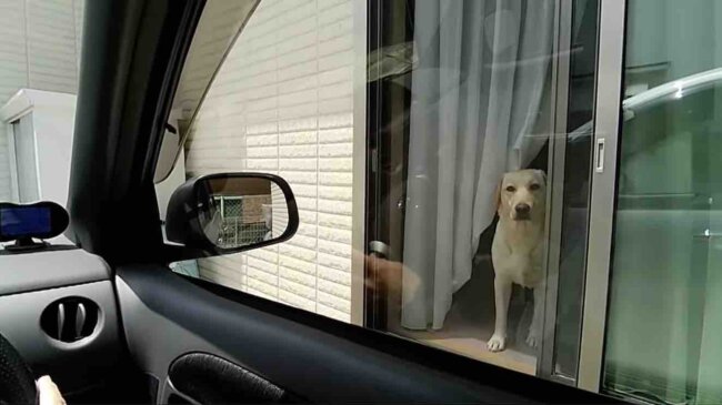 ラブラドールレトリーバー,動画