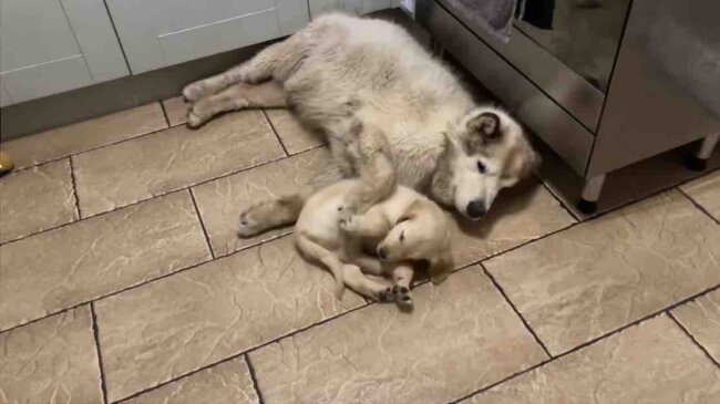 ゴールデンレトリーバー,動画