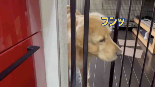 ゴールデンレトリーバー,動画