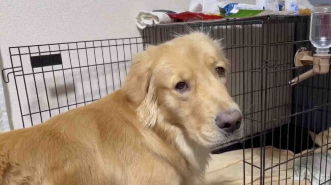 ゴールデンレトリーバー,動画