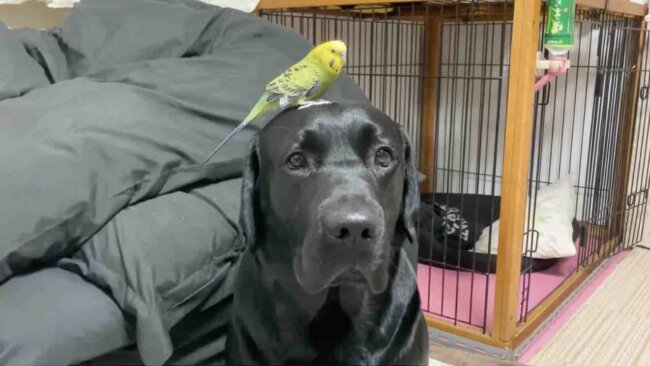 ラブラドールレトリーバー,動画