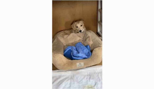 ゴールデンレトリーバー,動画