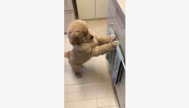 ゴールデンレトリーバー,動画