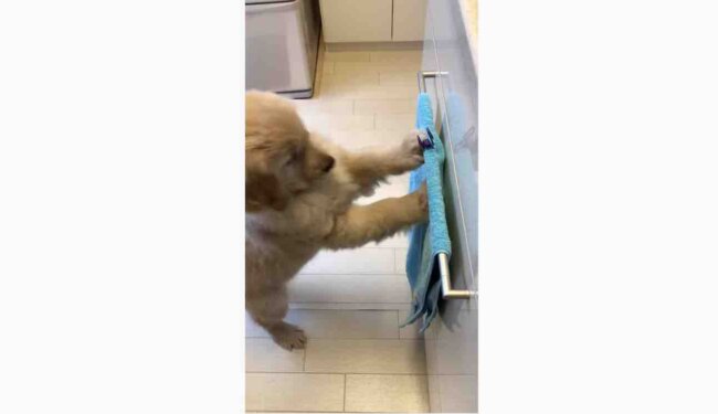 ゴールデンレトリーバー,動画