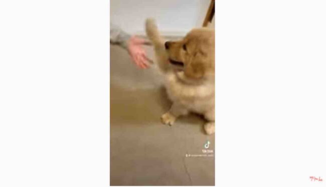 ゴールデンレトリーバー,動画